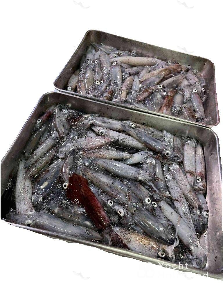 LL01 西貢晚間遊艇 釣墨魚 可加船上晚餐 11